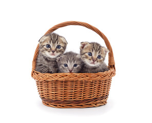 Three small kittens in the basket.