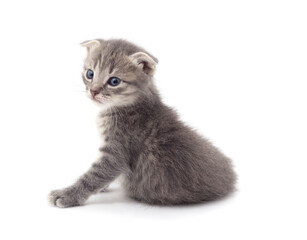 Little gray kitten . - 789572039