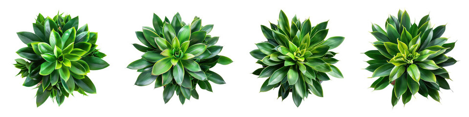 succulent houseplant top view isolated on white or transparent background png cutout clipping path - obrazy, fototapety, plakaty