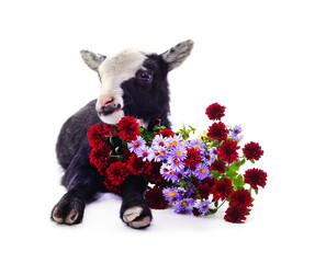 One black little goat and a bouquet of flowers. - 789572047
