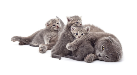 Cat with kittens. - 789572069