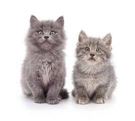 Two small kittens. - 789572075