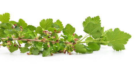 Branch of a gooseberry and currant hybrid with flowers. - 789572098