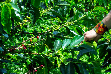 Fresh green coffee beans on a branch of a coffea, Jerico, Jericó, Antioquia, Colombia. Forearm and hand of a farmer with a pearl ethnic bracelet.