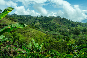 Coffee fields in the rural area of Jerico, Jericó, Antioquia, Colombia. Banana trees.