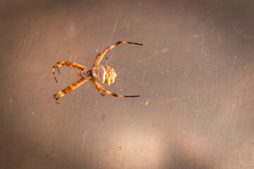 Close-up shot of a spider an its web.