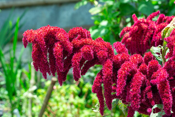 Close-up shot of blooming flowers of Amaranthus caudatus or Amaranthus edulis or Amaranthus...