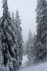  雪　もみの木　北米　雪山　冬　雪道　グラウスマウンテン　バンクーバー　カナダ　　寒い