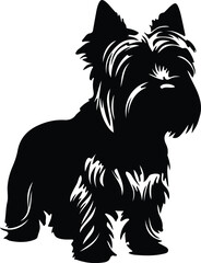 Obraz premium Silky Terrier silhouette