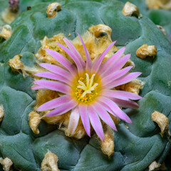 Lophophora williamsii - cactus blooming with a pink flower in the spring collection, Ukraine - obrazy, fototapety, plakaty