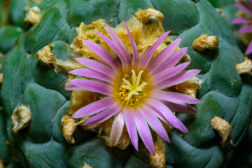 Lophophora williamsii - cactus blooming with a pink flower in the spring collection, Ukraine - obrazy, fototapety, plakaty