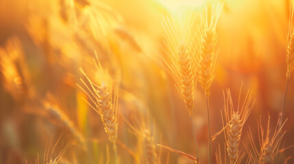 copy space, stockphoto, Closeup of ripe summer grain wheat field, wheat ears. Close-up of wheat plants with ripe grains. Healthy food, environment theme. Agriculture crops. Agriculture theme. Wheat ba
