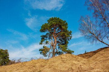 Spreading green crown of a pine tree growing on a hill