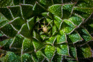 Directly above shot of Lace Aloe or Aristaloe aristata, abstract plant shot with green circular pattern