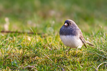 Dark-eyed Junco in grass against a blurred background. Dark-eyed Junco is a an unique sparrow generally patterned with gray, white and shades of tan - 789577829