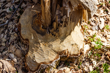 Traces of sharp beaver teeth left on a chewed tree
