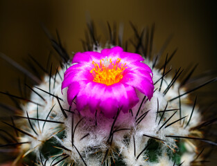 Mammillaria sp., close-up of a cactus blooming with pink flowers in spring