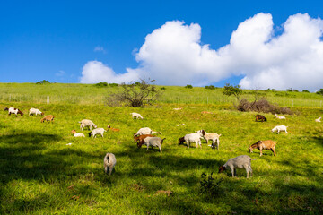 Goats and their kids grazing on grass in spring on a hillside in Bolinas, California.