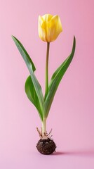 Yellow tulip with bulb and roots on a pink background, symbolizing growth and spring, vertical foto