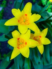 Blooming yellow tulips with sharp edges of petals in spring in the garden, Ukraine