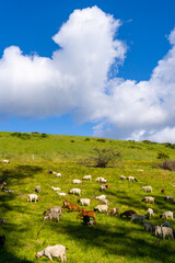 Goats and their kids grazing on grass in spring on a hillside in Bolinas, California.