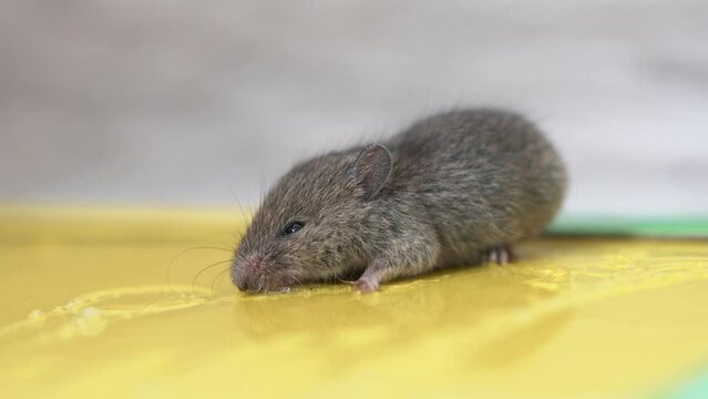 a little mouse is caught in a glue trap and is trying to get out