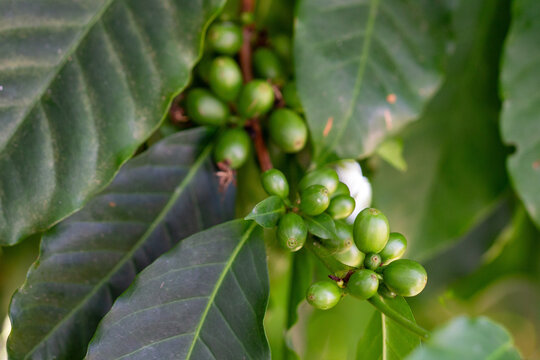 Cafezeiro carregado de caf&eacute;