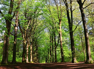 Beech forest in spring . Oxygen production of the trees. The green lungs of the earth.