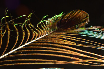 Peacock feather