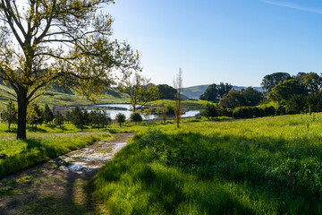Picturesque morning in the rolling green grassy hills of Sonoma County, California. 