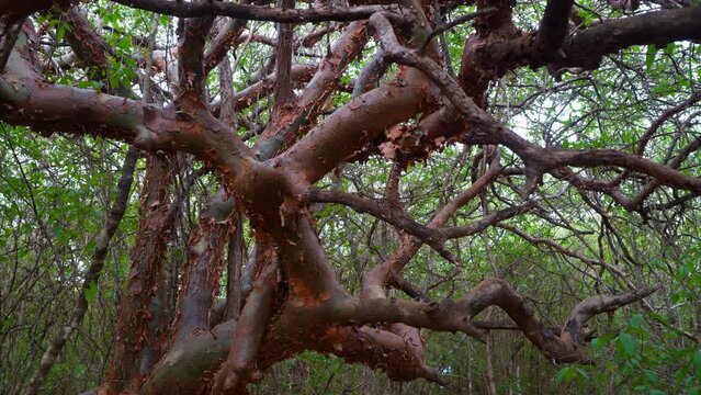 Imburana tree in nature Commiphora leptophloeos