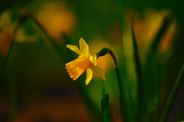 Narccissus