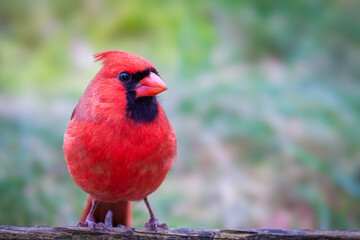 Male Northern Cardinal against a blurred background - 789586209