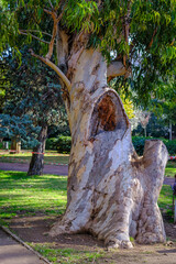 Detail of a large eucalyptus with a large opening in its trunk, in a garden in Barcelona (Spain)