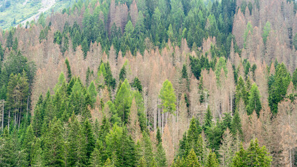 Woods destroyed by the European spruce bark beetle, whose scientific name is Ips typographus, the beetle that is ravaging the forests. Italian Alps