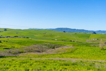 Fototapeta na wymiar Picturesque morning in the rolling green grassy hills of Sonoma County, California. 