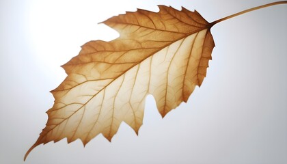 PORTRAIT PHOTO OF LEAF WITH WHITE BAGROUND
