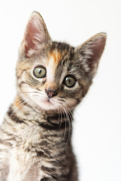 Portrait of foster kitten