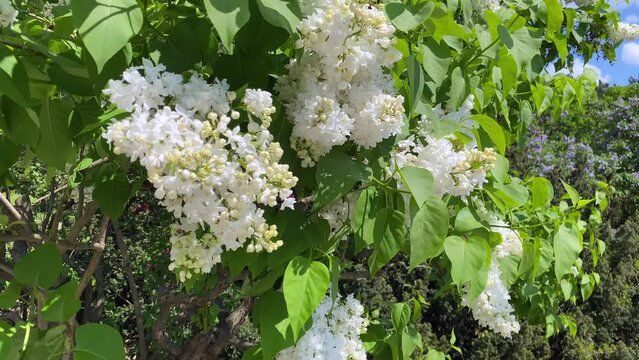 Princess Clementine's lilac is white. Branches with flowers sway in the wind.