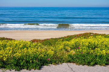 Wildflowers blossom on the coast of santa monica beach in california. 