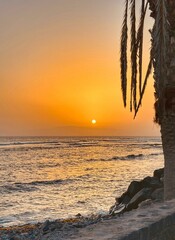 Sunset behind the palm tree in the tropical location, Playa de Las Americas, Tenerife, Canary...