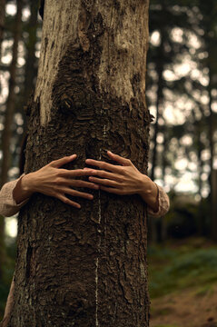 female hands embrace tree trunk in nature