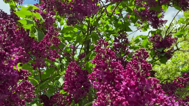 Blooming red lilac in the city botanical garden. Bright spring day.
