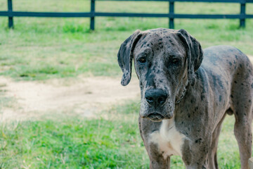 great dane dog portrait with space for text