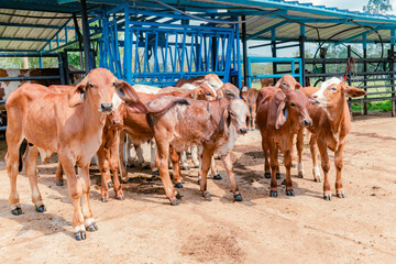 red Brahman calves looking at camera