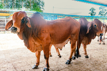 breeding males of red Brahman breed