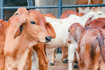 red brahman breed calf in closeup