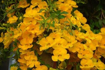 Yellow bell tree vine flowers, at springtime