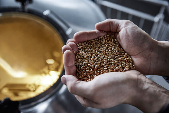 Brewer holding malting barley