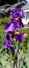 blooming spring iris